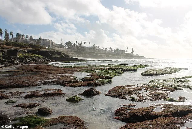 A Delicate Balance: La Jolla's Tide Pools Under Threat as Visitors Overwhelm Fragile Ecosystems, 'Every step we take here has a ripple effect,' warns marine biologist Dr. Elena Marquez.