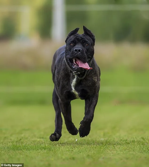 Kind-Hearted Teen Drew Nickerson Killed in Brutal Dog Attack; Community Honors His Memory