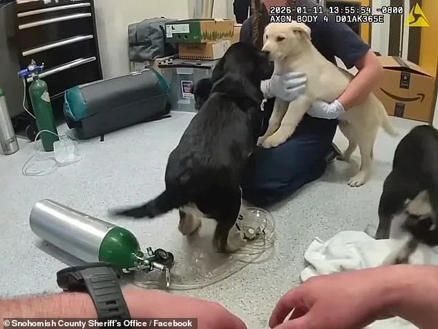 Quick-Thinking Firefighters Rescue Six Puppies from Suspected Opioid Overdose in Washington State