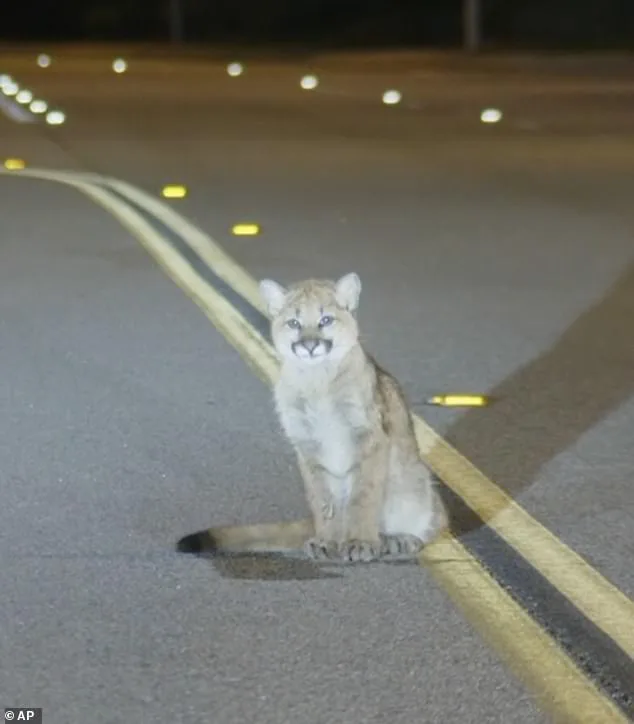 Six-Month-Old Mountain Lion Cub Found Motionless on Los Angeles Road