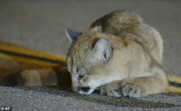 Six-Month-Old Mountain Lion Cub Found Motionless on Los Angeles Road