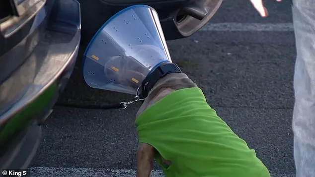 Breaking: Alleged Religious Attack in Parkland Leaves Man, Dog Injured Early Sunday