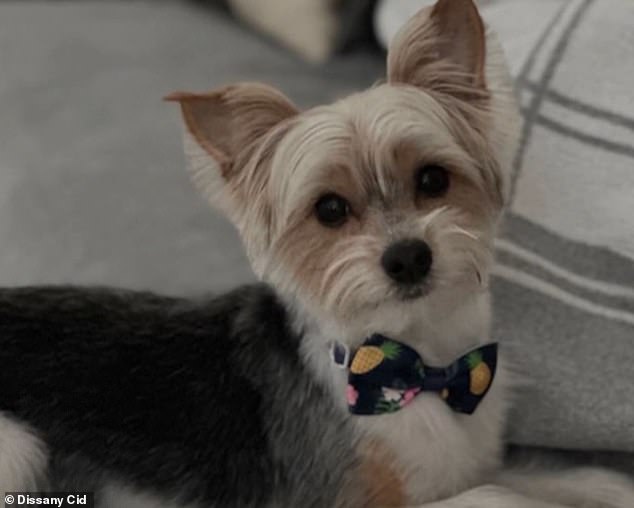 Florida Teenagers' 'Door-Kick Challenge' Trend Results in Dog's Death