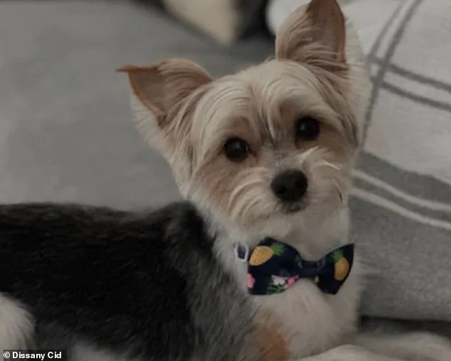 Florida Teenagers' 'Door-Kick Challenge' Trend Results in Dog's Death