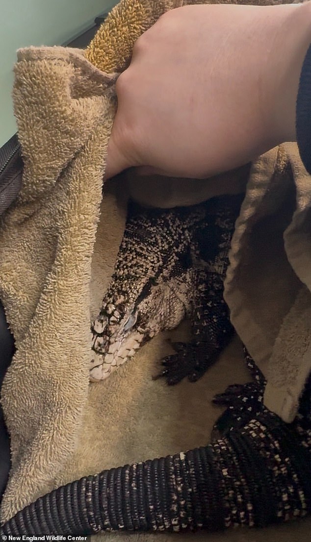 Rhode Island Resident Rescues Exotic Tegu Lizard from Deep Snow, Unearthing a Rare Discovery