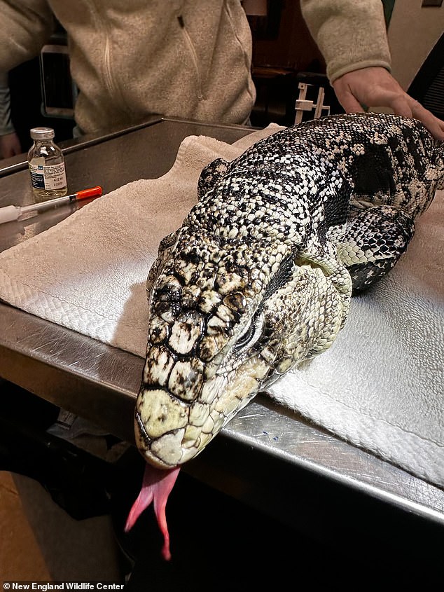 Rhode Island Resident Rescues Exotic Tegu Lizard from Deep Snow, Unearthing a Rare Discovery
