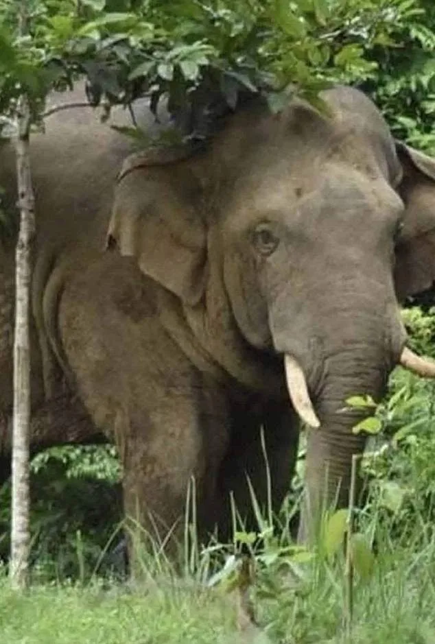 Rogue Elephant 'Oyewan the Bull' Kills Tourist in Khao Yai National Park