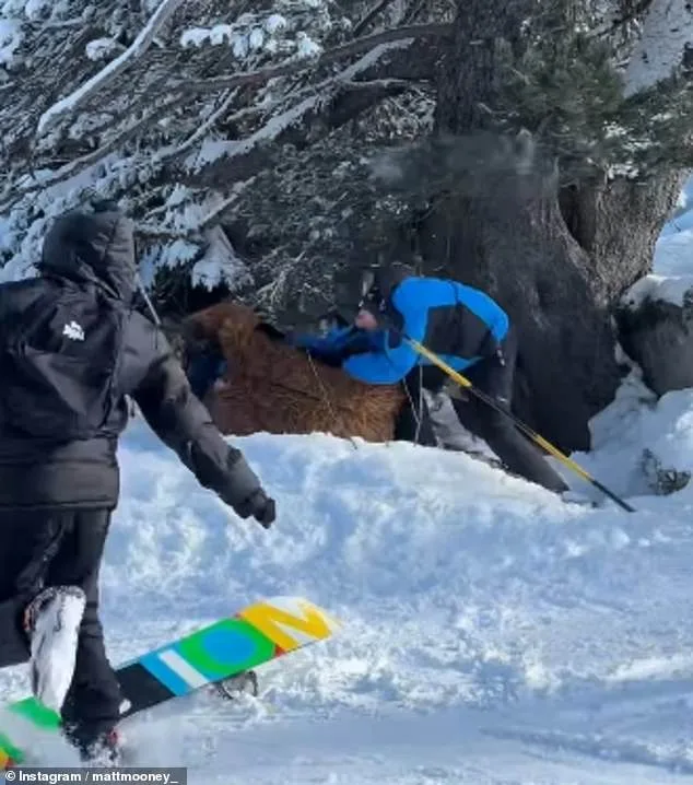 French Ski Resort Incident: Violent Altercation in Chewbacca Costume Sparks Public Safety Concerns