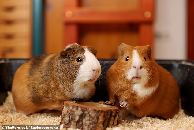 Hedge Fund Tycoon Jason Ader Files for Bankruptcy Amid Lawsuit and $239,000 Fortune