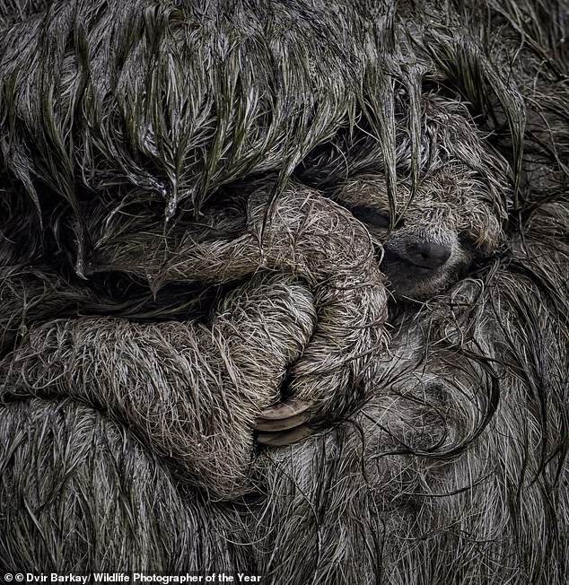 Wildlife Photographer of the Year Finalists: Public Votes for Nature's Most Captivating Stories