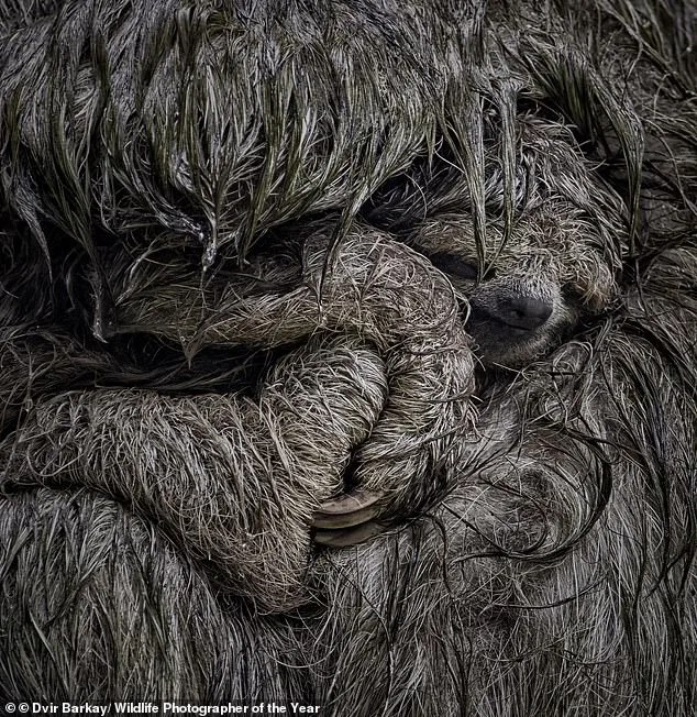 Wildlife Photographer of the Year Finalists: Public Votes for Nature's Most Captivating Stories