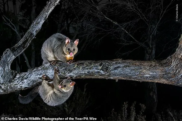 Wildlife Photographer of the Year Finalists: Public Votes for Nature's Most Captivating Stories