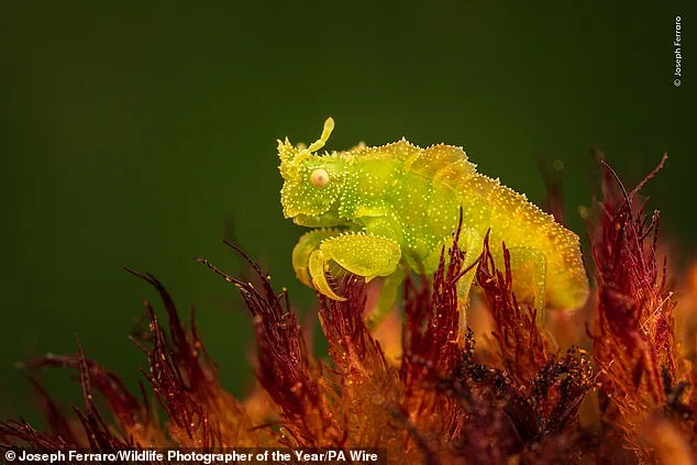 Wildlife Photographer of the Year Finalists: Public Votes for Nature's Most Captivating Stories
