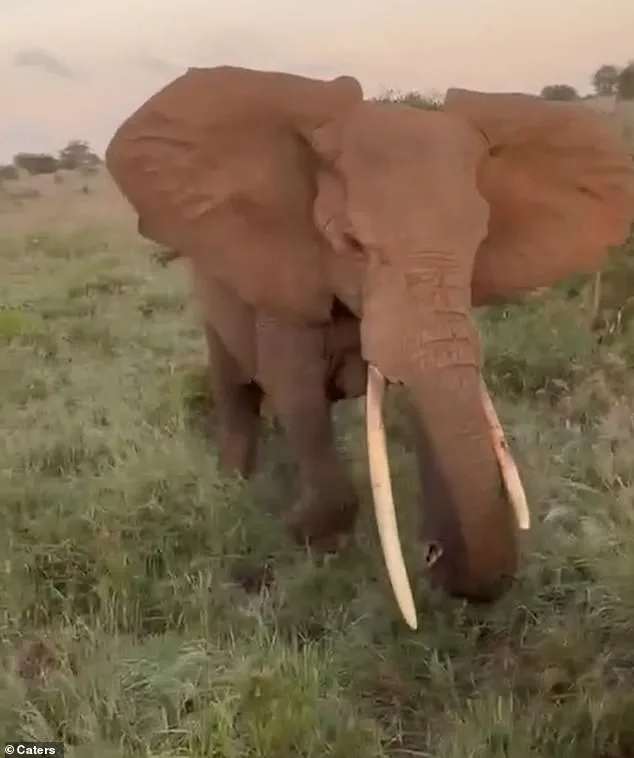 Calm Before the Storm: The Heart-Stopping Moment a Safari Turns Deadly