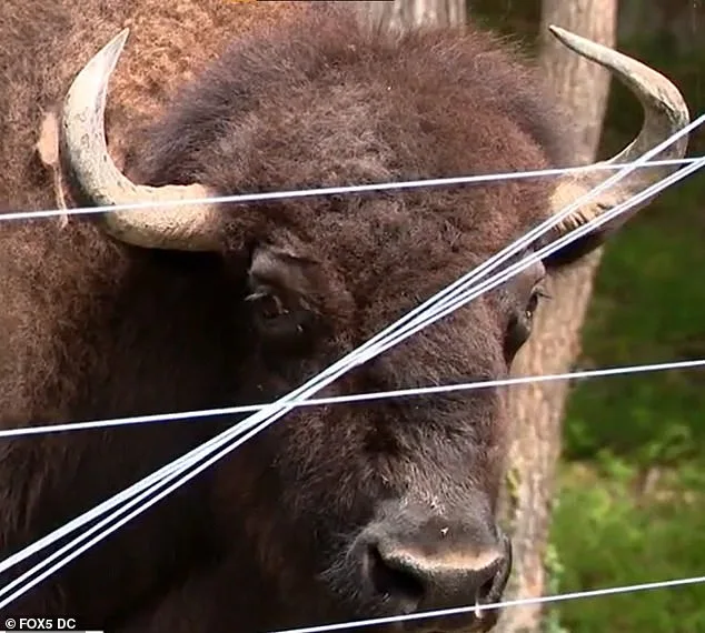 Peaceful Coexistence Disrupted: Hollywood Farmer's Buffalo Acts Violently After 43 Years of Harmony