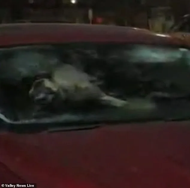 Two Dogs Left Unattended in Parked Car During Freezing Temperatures in Moorehead, Minnesota, as Resident Steps In