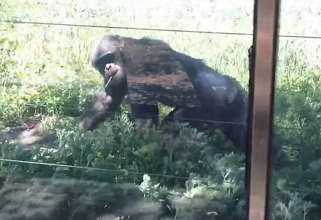 Urgent Update: Chimpanzee at Lanzhou Wildlife Park Shocks Public After Smoking Cigarette Thrown by Visitors on 4th October