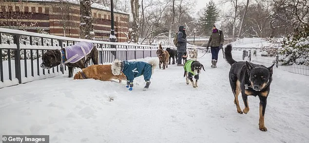 Palestinian Activist Sparks Outcry Over Proposal to Ban Indoor Dogs in NYC, Citing Islamic Principles