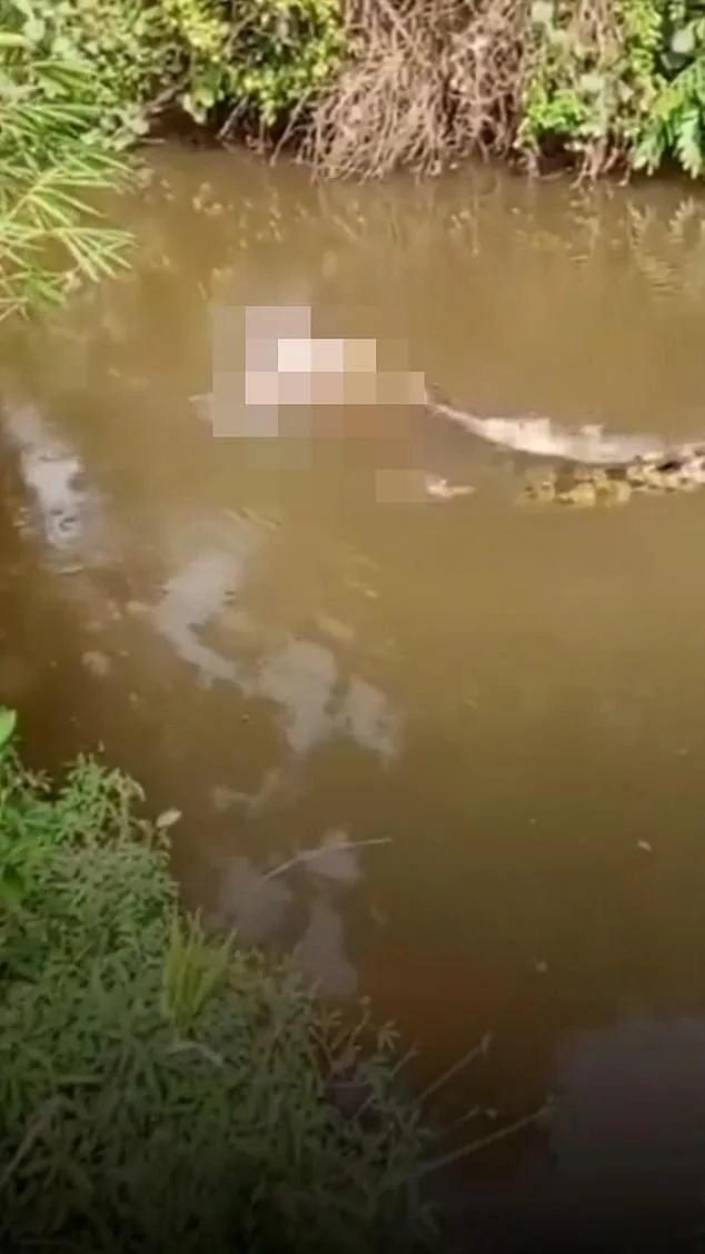Crocodile Attack in Aceh Claims 35-Year-Old's Life, Body Found in Luan Boya River