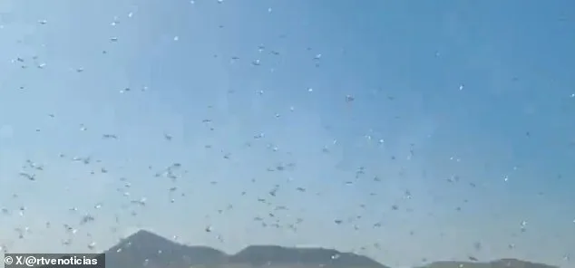 Locust Invasions Spark Concern in Canary Islands as Officials Calm Fears of Past Plague Resurgence