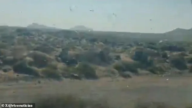 Locust Invasions Spark Concern in Canary Islands as Officials Calm Fears of Past Plague Resurgence