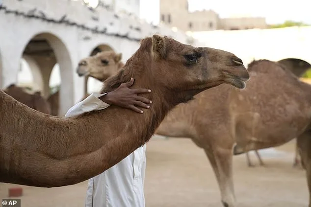 Oman Camel Pageant Scandal: 20 Camels Disqualified Over Unauthorized Cosmetic Procedures, Sparking Ethical Debate