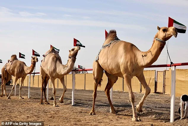 Oman Camel Pageant Scandal: 20 Camels Disqualified Over Unauthorized Cosmetic Procedures, Sparking Ethical Debate