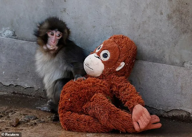 Punch: The Viral Baby Macaque Who Captivated the World