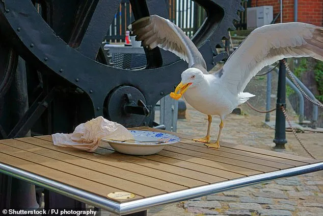 Seagull Decapitation on New Jersey Boardwalk Sparks Heated Debate Over Justice and Animal Welfare
