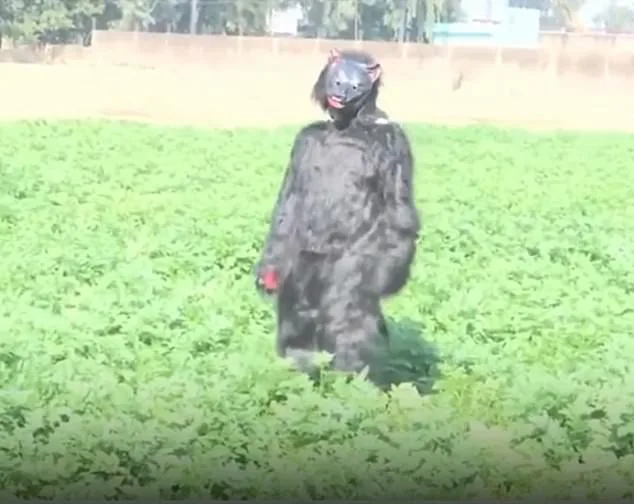 Desperate Farmers in India Turn to Bear Costumes to Deter Monkey Raids on Crops