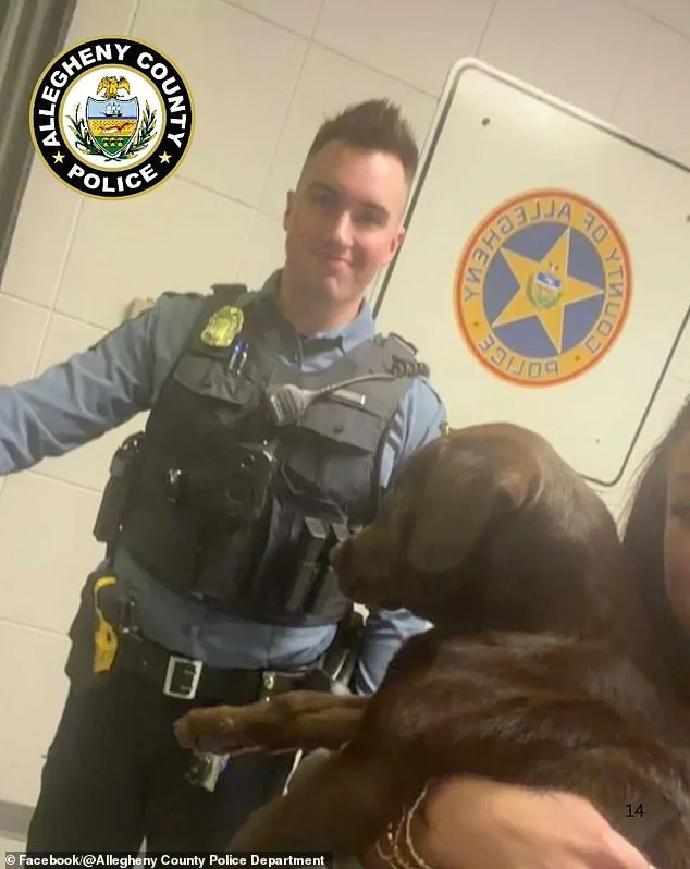 Lost Chocolate Labrador at Pittsburgh Airport Leads to Owner's Charges