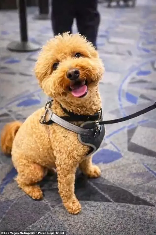 Bench Warrant Issued for Woman Who Abandoned Service Dog at Las Vegas Airport