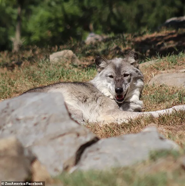 Toddler Injured by Wolf at Pennsylvania Zoo; Parents Distracted by Phones During Incident
