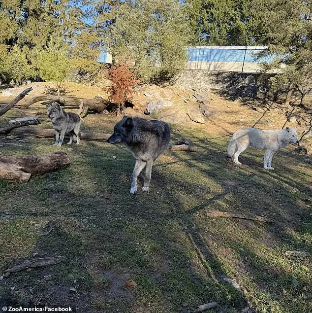 Toddler Injured by Wolf at Pennsylvania Zoo; Parents Distracted by Phones During Incident