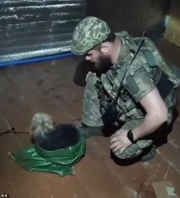 Ukrainian Drone Executes Daring Rescue, Saves Cat and Dog Amid Kupyansk Conflict