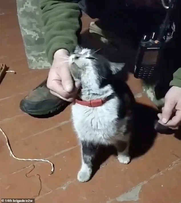 Ukrainian Drone Executes Daring Rescue, Saves Cat and Dog Amid Kupyansk Conflict