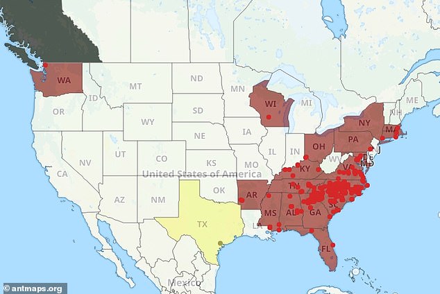 Venomous Asian needle ants spread across 20 U.S. states, posing lethal threat.