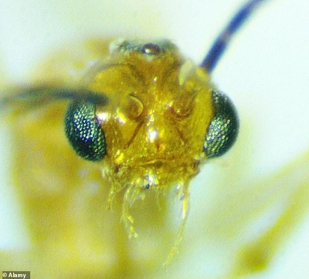 Venomous Asian needle ants spread across 20 U.S. states, posing lethal threat.