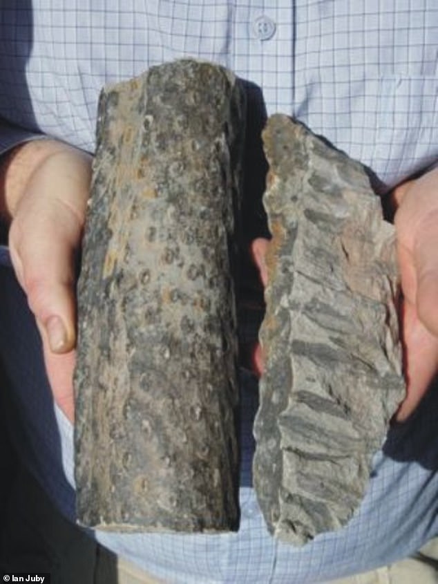 Polystrate Fossils Reignite Biblical Flood Debate Amidst Geological Evidence