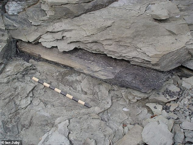 Polystrate Fossils Reignite Biblical Flood Debate Amidst Geological Evidence