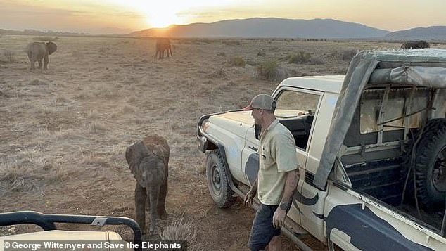 Elephant Orphan Reunited With Herd After Rescue in Kenya