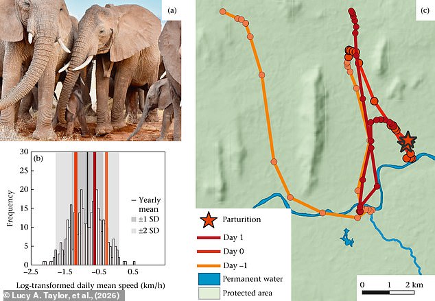 Elephant Orphan Reunited With Herd After Rescue in Kenya