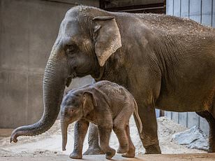 Elephant Orphan Reunited With Herd After Rescue in Kenya