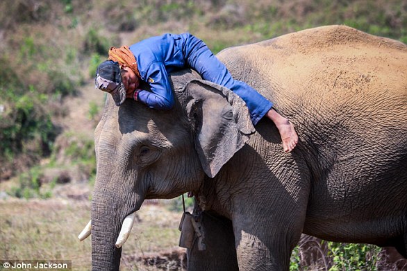 Elephant Orphan Reunited With Herd After Rescue in Kenya